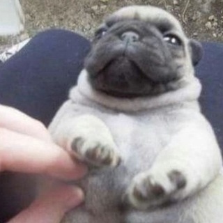 @Meeff4ik