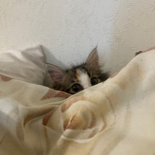 @mefidr0nn