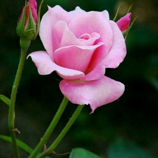 مهربانی ها🌷