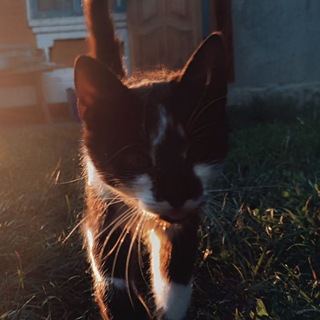 @meow0767