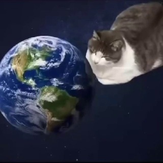 @meowcell0