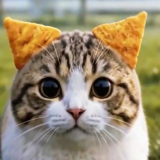 @Meowl1888