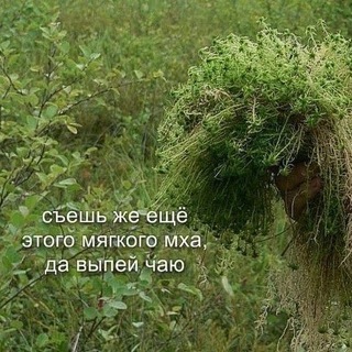 @Meowl_OvO