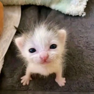 @MeowMeowy042
