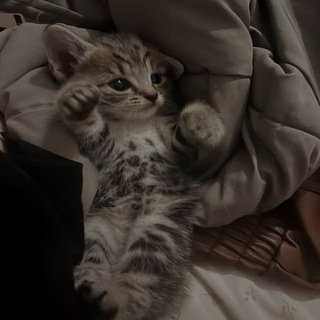 @meowpersssssss