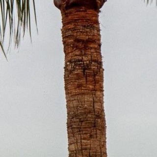 @meta_saudi_arabia