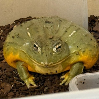 @MLfroge