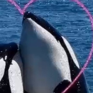 @mmqij