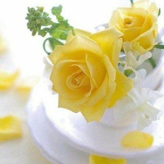 @moalemqoraan
