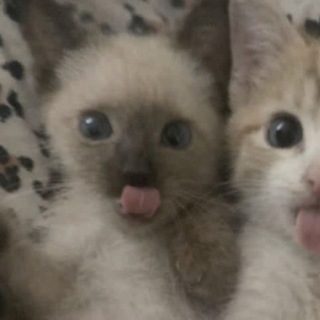 @mogocatt
