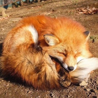@Mr_fox003