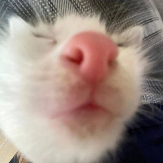 @Mr_pelymeshka