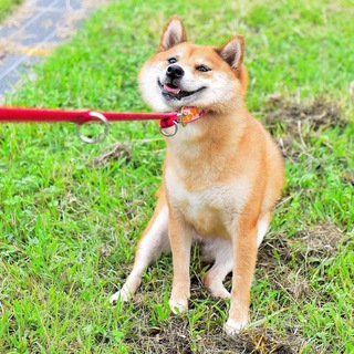 @muchshibe