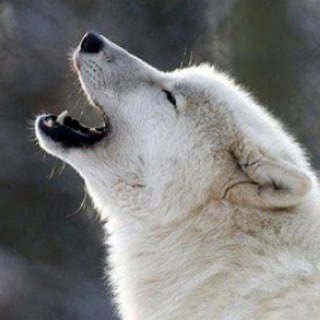 @murmanwolf