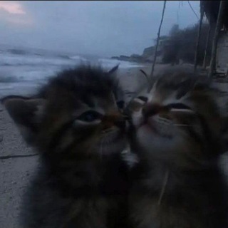 @Murrr_Meeeow