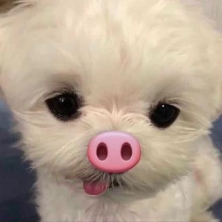 @mutualebot