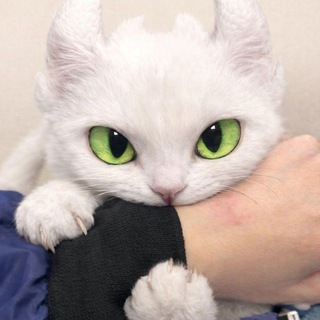 @MYAU_ya