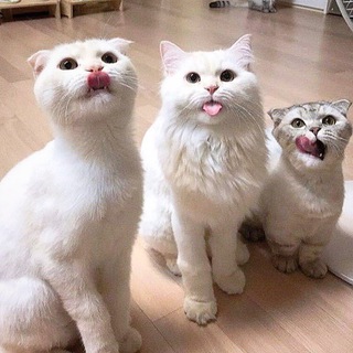 Cat gifs گیف گربه و سگ 😛🐈🐶