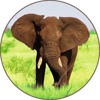 🐘 Pianeta degli animali 🇮🇹