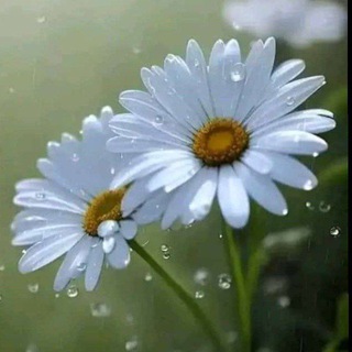 @ne_elz
