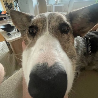 send me your pets 🐽