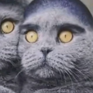 @neft42