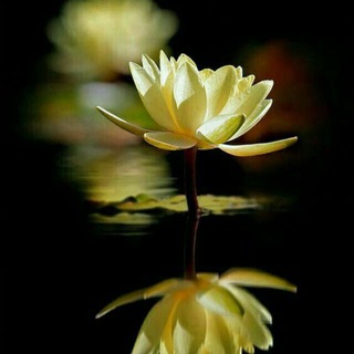 @nilofar1396fm