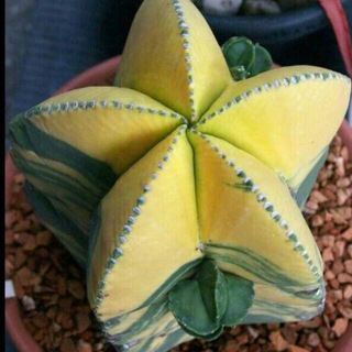 Nina Cactus(1)