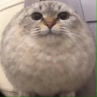 @nofearordie