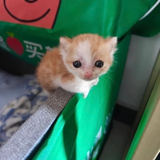@Nort_meow