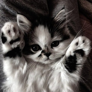 @nram_meowmeow