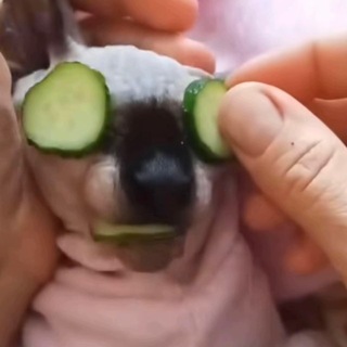 @nuugetts