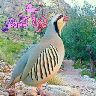 💖کانال نوای کلهر💖