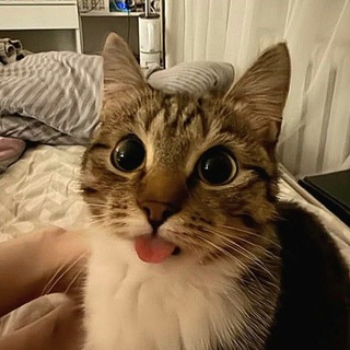 @Ognelapka5483