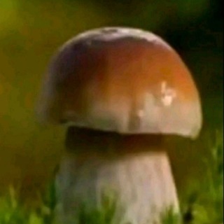 @ogonek_support