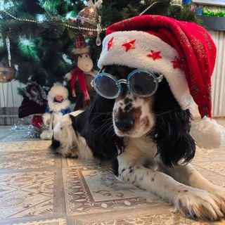 @Olesya38Sh