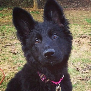 @Onechose