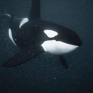 @orca_whaleuuu