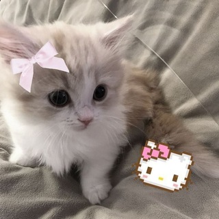 @ori_lol