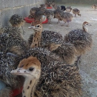 راهنمای پرورش شترمرغ(شرکت فرادام زرین خاورمیانه)