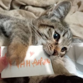 @PelmeshuCoCmetanou