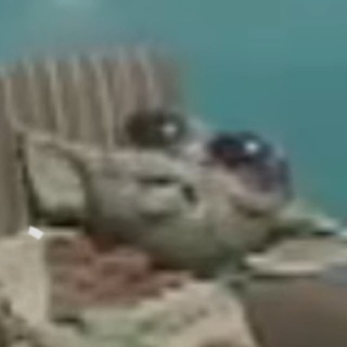 El canal asqueroso