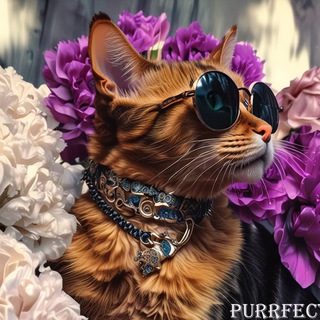 Purrfect Memes