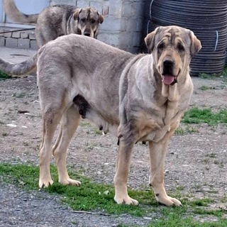 سه گی پشده ر پیرانشار❤️
