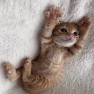 @Pestik_weow