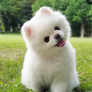 @petcenter5551c