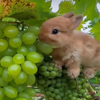 @phosphorusssssbox