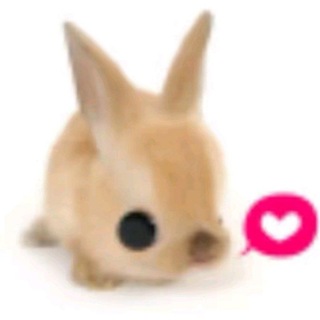 @Pipusca2