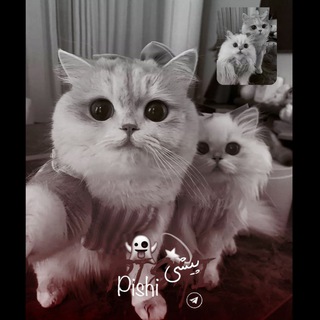 @pishi