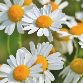 @plantas_medicinales